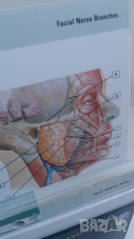 Флаш карти по анатомия Netter's Anatomy Flash Cards - 5th edition, снимка 8 - Учебници, учебни тетрадки - 54084473