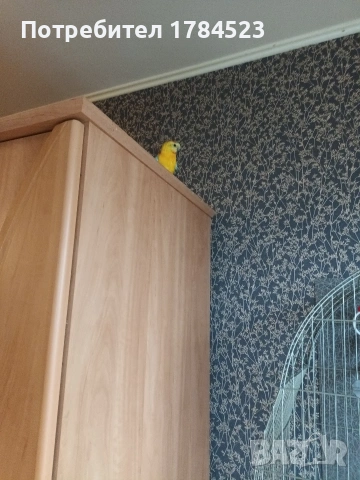 Поен мъжки папагал , снимка 3 - Папагали - 54329122