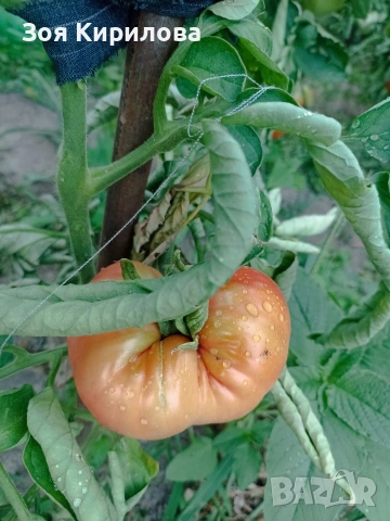 Разсад на домати от Елинпелинският край , снимка 8 - Разсади - 53932572