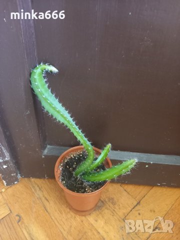 Драконов плод, снимка 4 - Стайни растения - 30199491