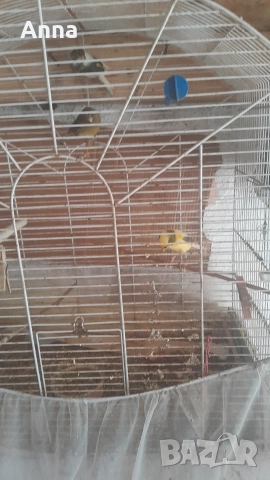 продавам канари таэи годишни, снимка 3 - Канари - 52834619