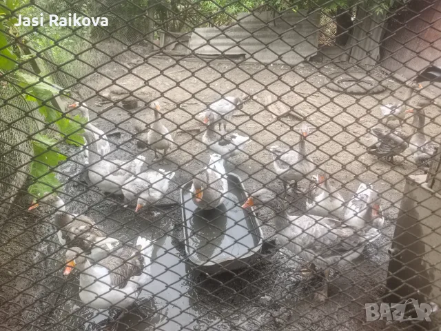 Патки/гъски люпени тази пролет , снимка 2 - други­ - 55725023