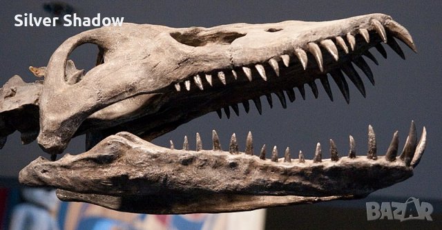 Фосилен зъб на Плезиозавър Zafarasaura Oceanis - Късна Креда (66 - 105.5 Ма), снимка 6 - Колекции - 37432701
