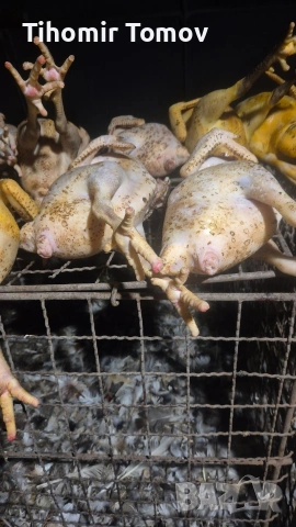 Продавам кокошки носачки петли пуйки пуяци неми патици , снимка 12 - Кокошки и пуйки - 53213115