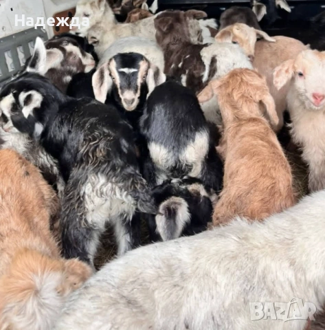 Продавам новородени ярета