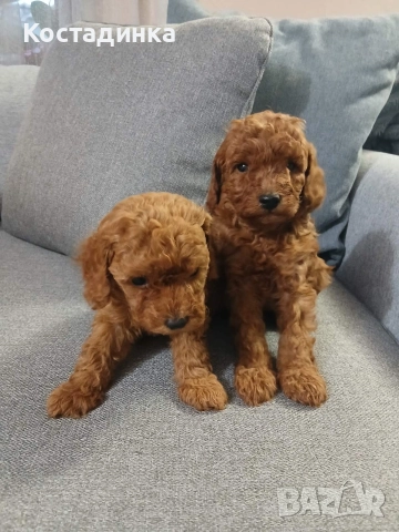 Продавам малки кученца той пудел , снимка 2 - Пудели - 52965914