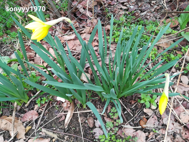 НАРЦИСИ-ГРЪМ ОТ ГРАДИНСКИ НАРЦИСИ В САКСИЯ 1103241736, снимка 4 - Градински цветя и растения - 44715922
