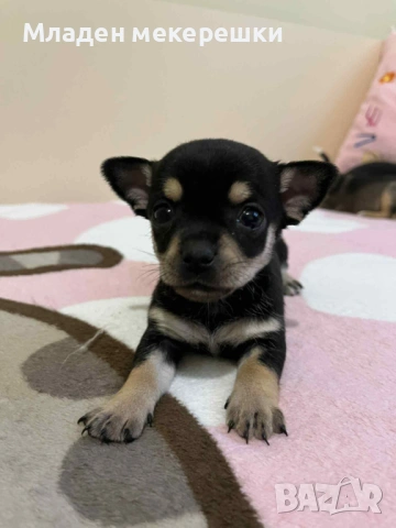 Малки сладури, снимка 6 - Чихуахуа - 53014662