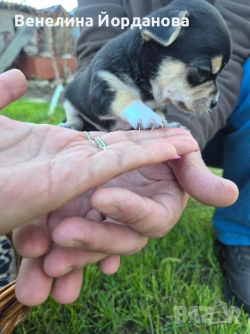 Мини чихуахуа две момченца, снимка 7 - Чихуахуа - 52267825