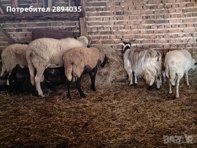 свободни цялото стадо , снимка 5 - Овце - 55973981