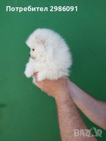 Померан мъжко пумеранче , снимка 3 - Померан - 36682076