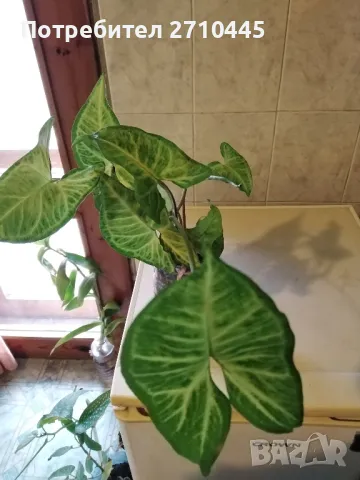 СИНГОНИУМ, снимка 2 - Стайни растения - 38660830