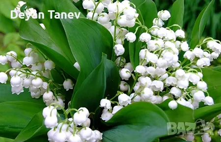 Момина сълза - разсад,  един брой 80 стотинки , 10 броя 8 лв., снимка 1