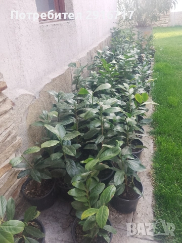 Лавровишна Новита , снимка 6 - Градински цветя и растения - 53881772