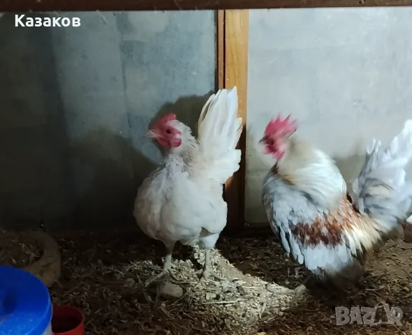 Продавам двойка серами
