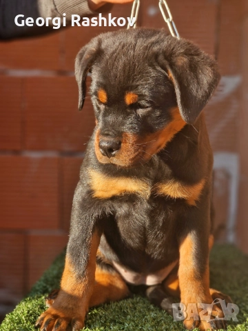 Ротвайлери , снимка 5 - Ротвайлер - 52298947