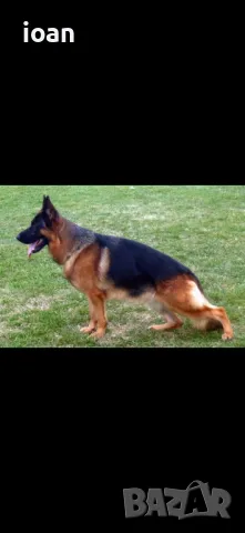 Обучени Елитни немски Овчарки , снимка 3 - Немска овчарка - 47484776