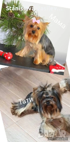 Бебета Йоркита Продават се йоркширски териери, снимка 6 - Йоркширски териер - 53044636