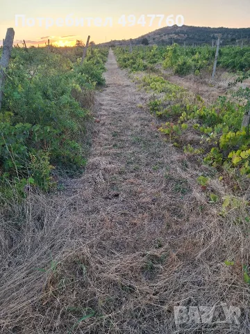 продавам грозде мерло 