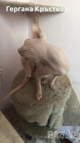 Канадски Сфинкс , снимка 8 - Сфинксове - 52597578