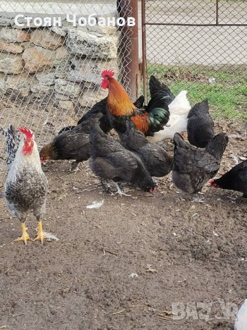 Яйца за люпене от     кокошки снасящи разноцветни яйца, снимка 5 - Кокошки и пуйки - 36572205