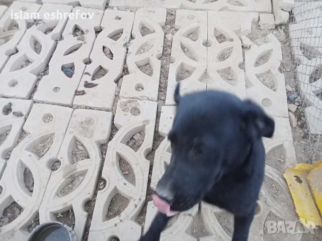 Лабрадор с паспорт и всички эадължителни ваксини мъжки на 8 месеца, снимка 4 - Лабрадор ретривър - 53033913