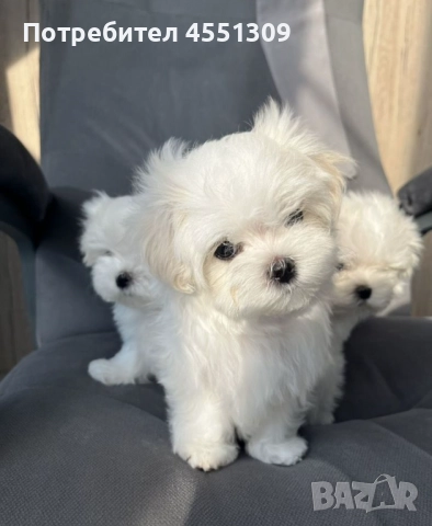 Малтийска болонка мини., снимка 4 - Болонка - 52970389