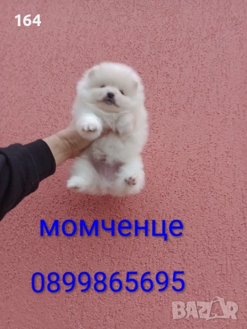 Бели мъжки и женски кученца. Померани.