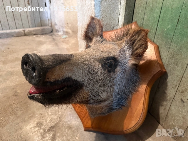 Продавам препарирано диво прасе, снимка 7 - Антикварни и старинни предмети - 53295477