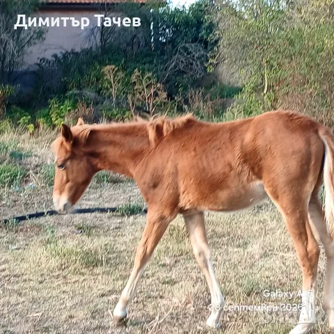 Женско ресаче на 4 месеца