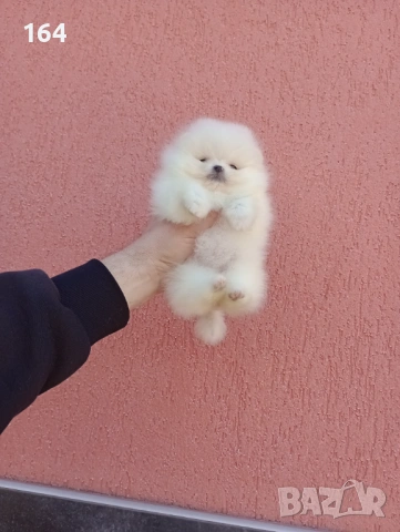 Миниатюрно момиче. Чисто бял мини Померан. Реални снимки !!! , снимка 7 - Померан - 53888642
