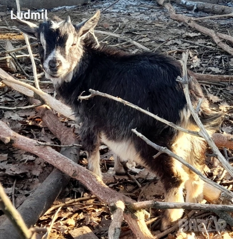 Продавам декоративни яренца, снимка 4 - Кози - 53165362