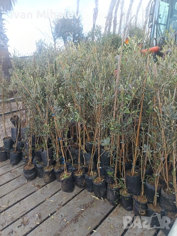 цитрусови дървета и маслини , снимка 2 - Сортови семена и луковици - 53380077