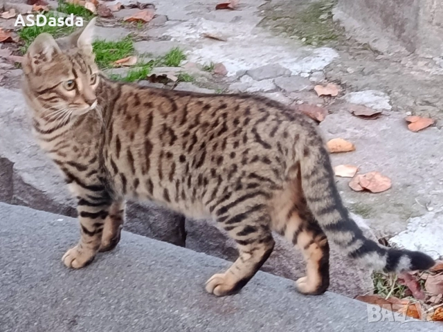 Бенгалска котка , снимка 3 - Бенгалски - 49897814