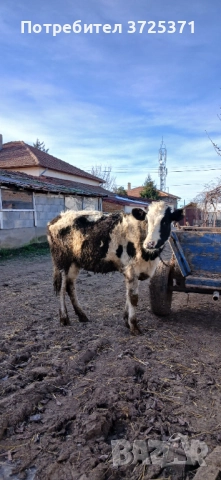 Продавам женско теле, снимка 3 - Крави - 52956407