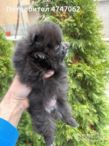 Померан мъжки, снимка 7 - Померан - 54112788