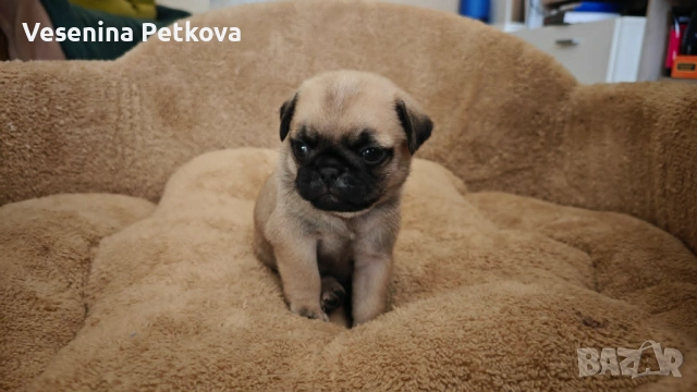 Бебе мопсчета (с ваксини и чипове), снимка 5 - Мопс - 54359816