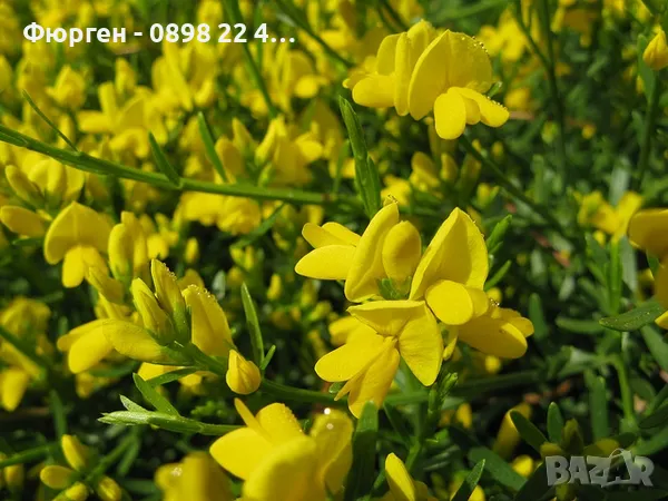 Гениста (Жълтуга) / Genista, снимка 4 - Разсади - 49487063