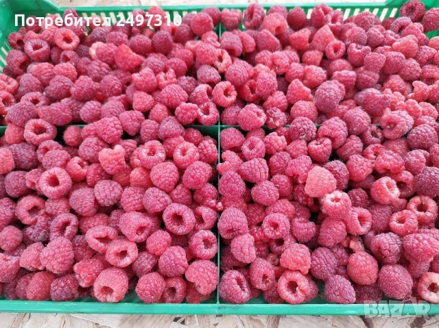 Продавам разсад малини , снимка 2 - Разсади - 53911198