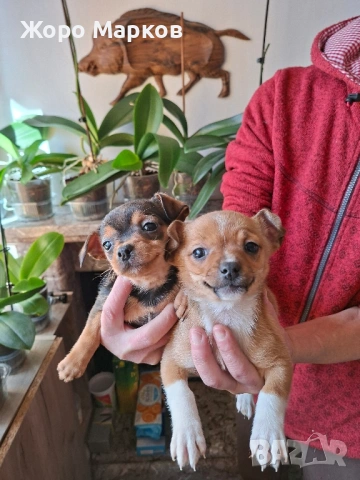 пинчери, снимка 3 - Пинчер - 53113562