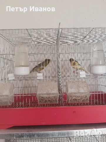 Канарчета млади 2025г. и 2024г., снимка 10 - Канари - 52541500