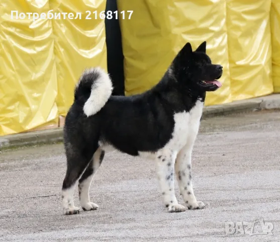 Американска акита кученца, снимка 10 - Акита - 56518340