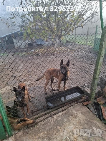 Белгийска овчарка Малиноа