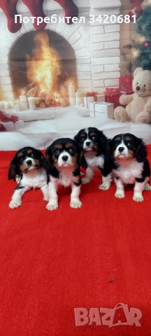 Кавалер кинг чарлз шпаньол 