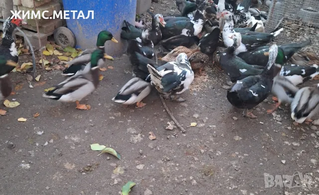 Домашни патици, снимка 4 - други­ - 48022340