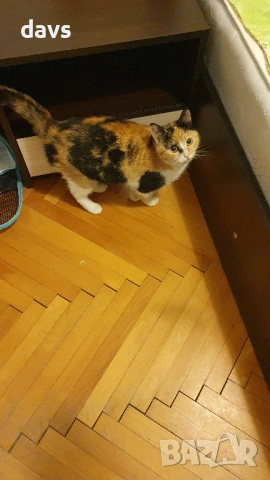 Приемен / постоянен Дом за трицветна принцеса, снимка 18 - Други - 53331402