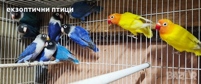 Продавам Неразделки , снимка 5 - Папагали - 52544175