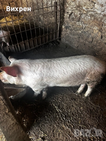 Продавам младо Нерезче 65/70 кг