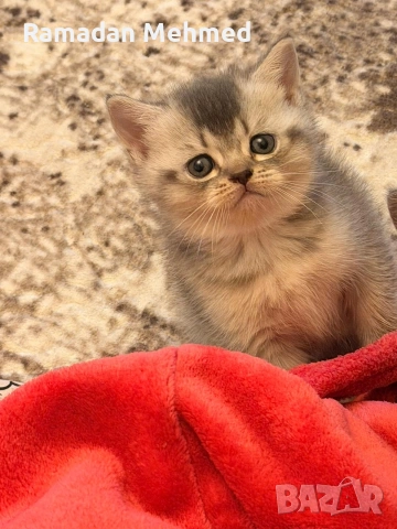 Британски късокосместа и шотландски клепоухи