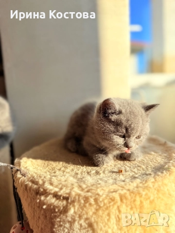 Малки клепоухи Британчета, снимка 5 - Британска късокосместа - 52920418